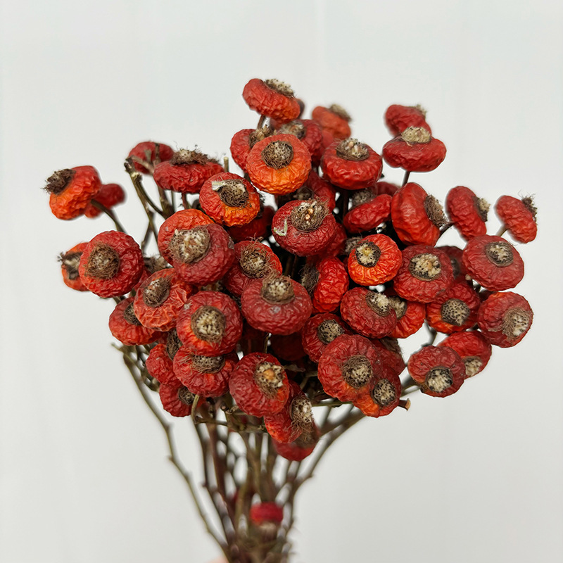10pcs/Bunch Dried Rose Hip Ber - Dried Flower Bunch avis et prix
