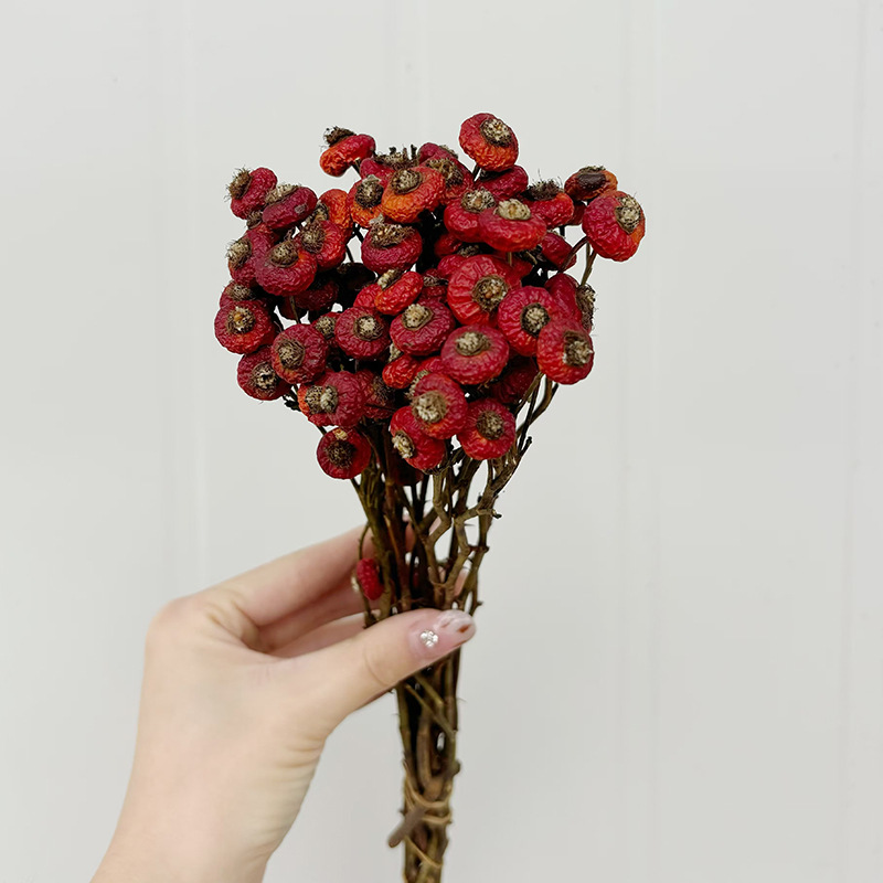 10pcs/Bunch Dried Rose Hip Ber - Dried Flower Bunch avis et prix