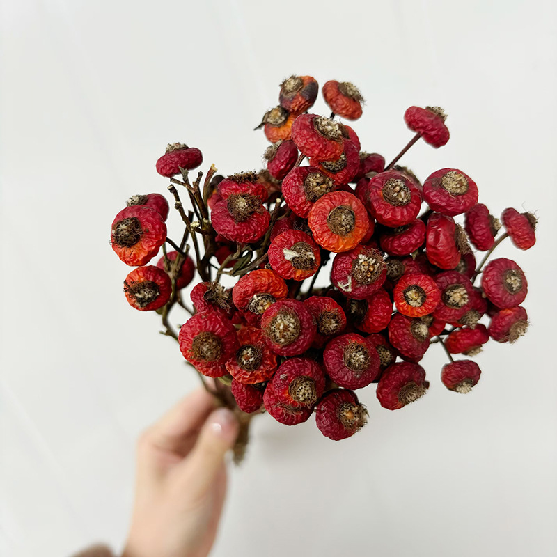 10pcs/Bunch Dried Rose Hip Ber - Dried Flower Bunch avis et prix