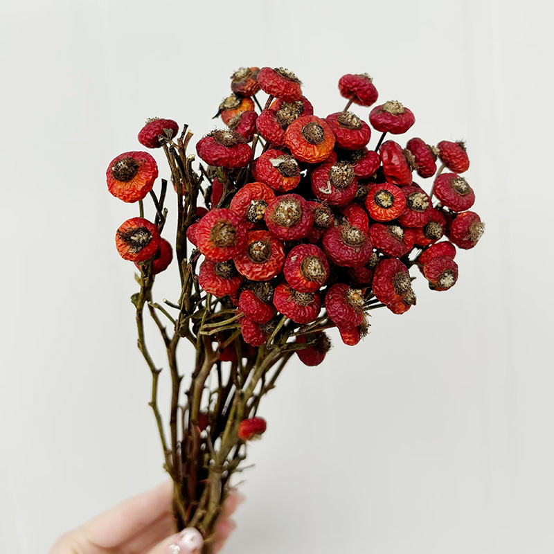 10pcs/Bunch Dried Rose Hip Ber - Dried Flower Bunch avis et prix