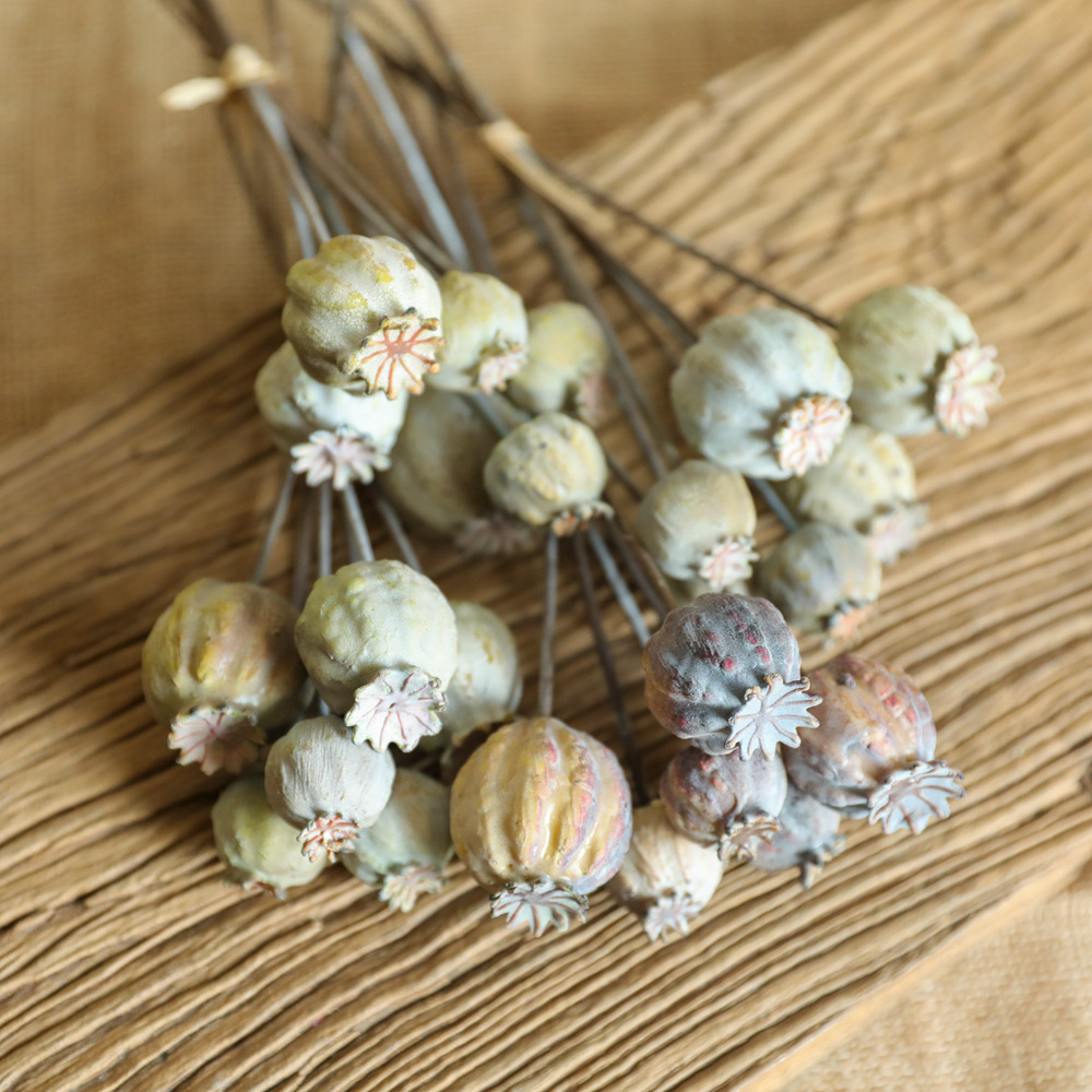 6Heads Poppies Fruit Dried Flo - Dried Flower Bunch avis et prix