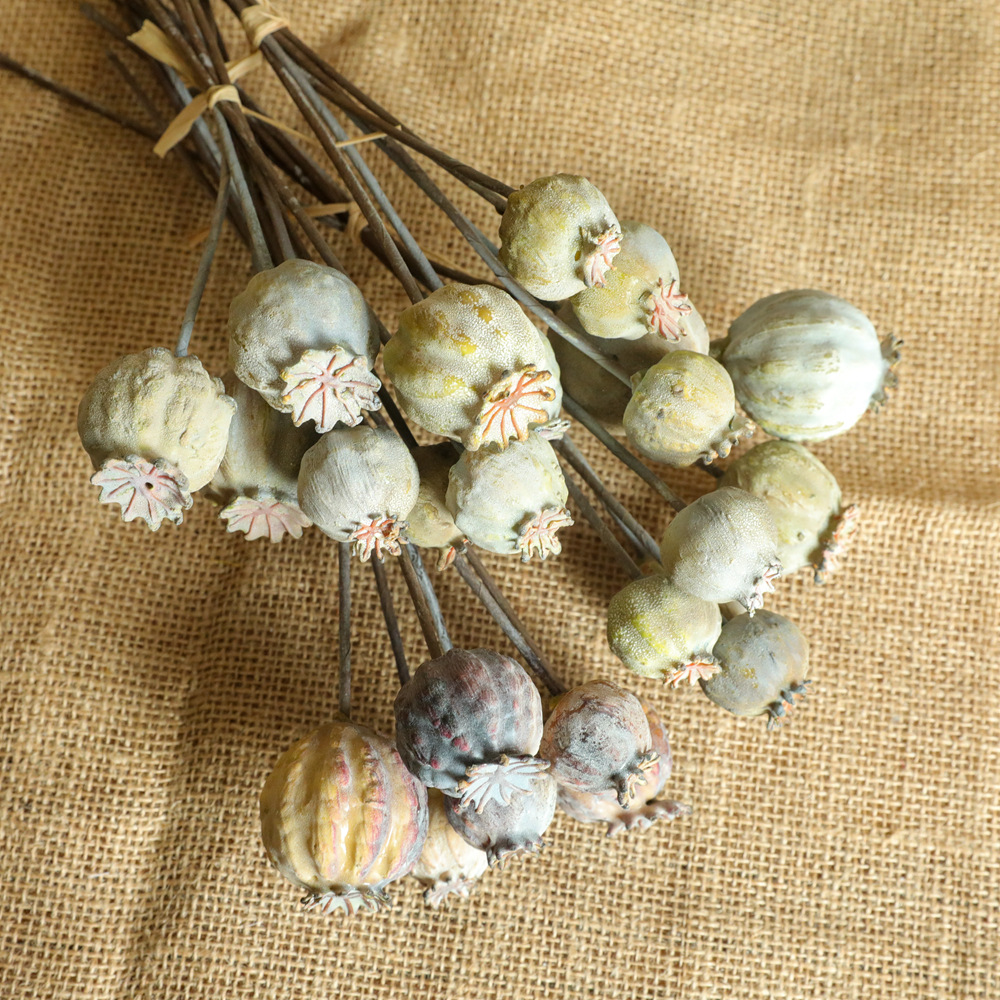 6Heads Poppies Fruit Dried Flo - Dried Flower Bunch avis et prix
