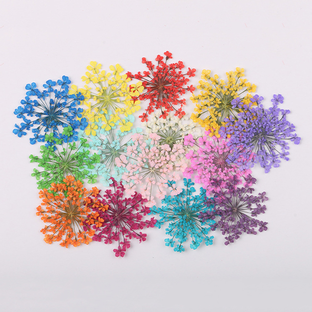 100Pcs Natural Plant Dried Flo - Dried Flower Bunch avis et prix