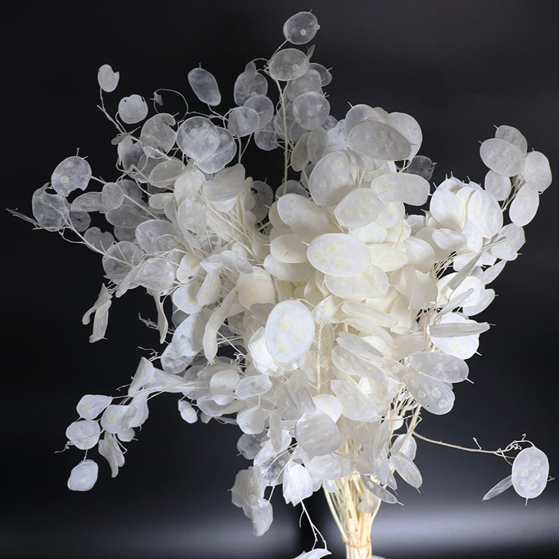 Preserved Lunaria Flowers for  - Eucalyptus Preserved avis et prix