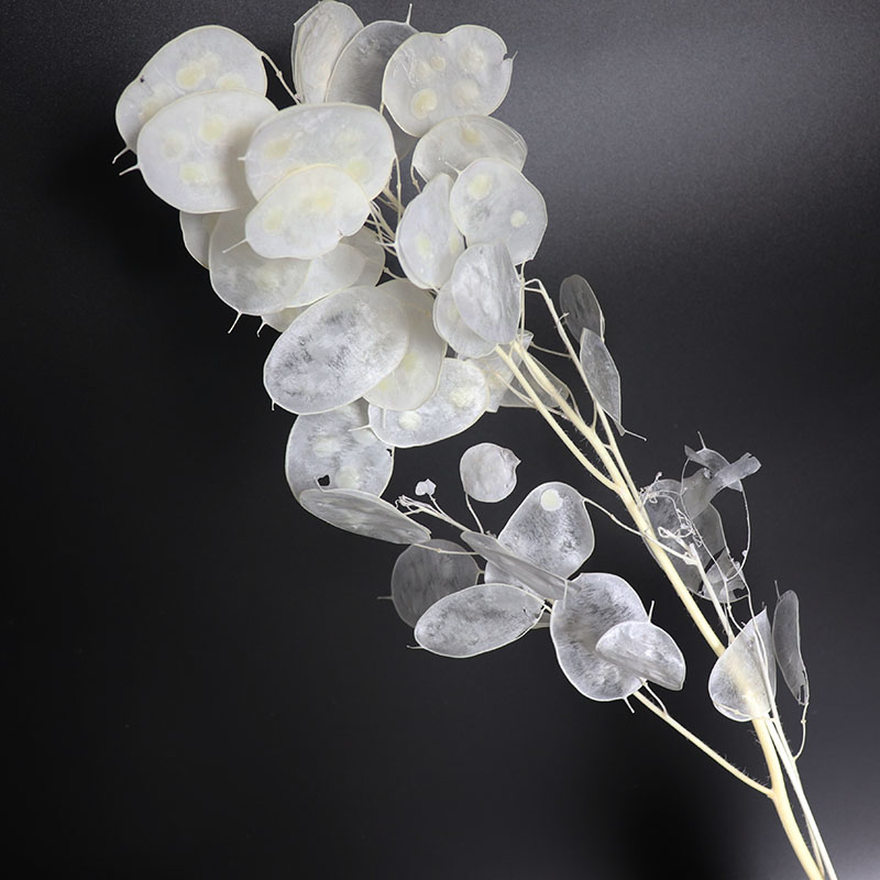 Preserved Lunaria Flowers for  - Eucalyptus Preserved avis et prix