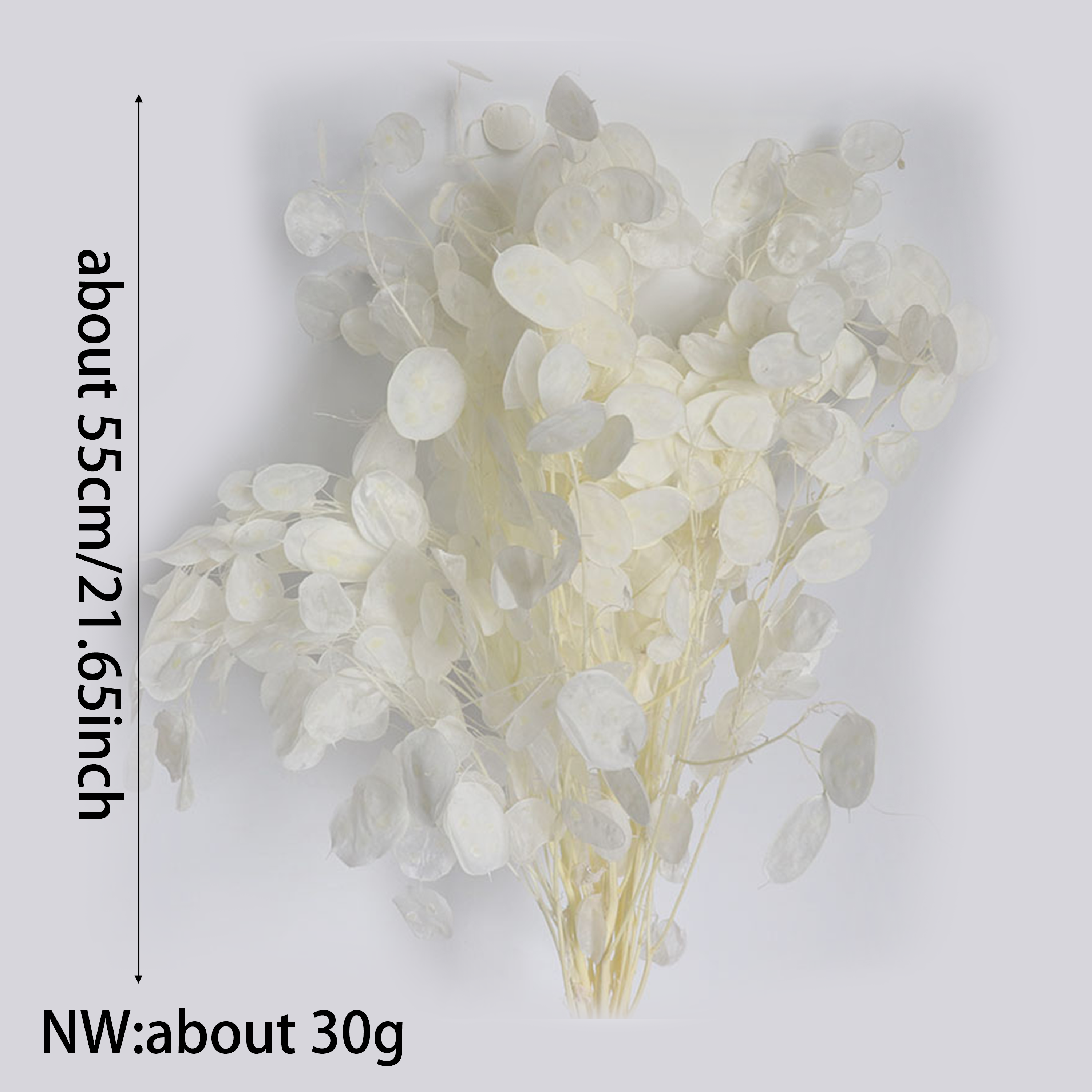 Preserved Lunaria Flowers for  - Eucalyptus Preserved avis et prix