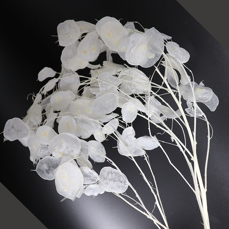 Preserved Lunaria Flowers for  - Eucalyptus Preserved avis et prix