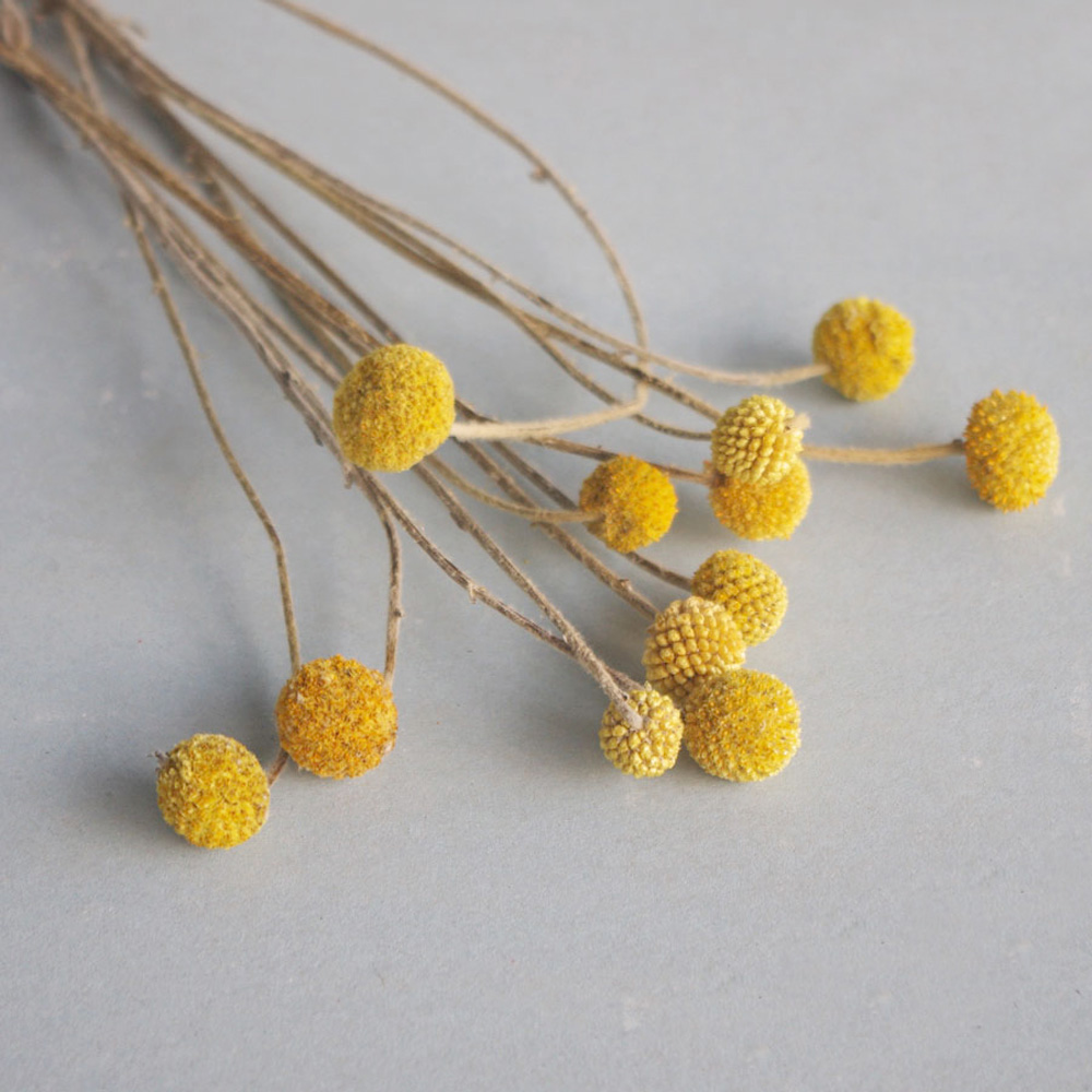 20pcs Natural dried Craspedia  - Dried Flower Bunch avis et prix