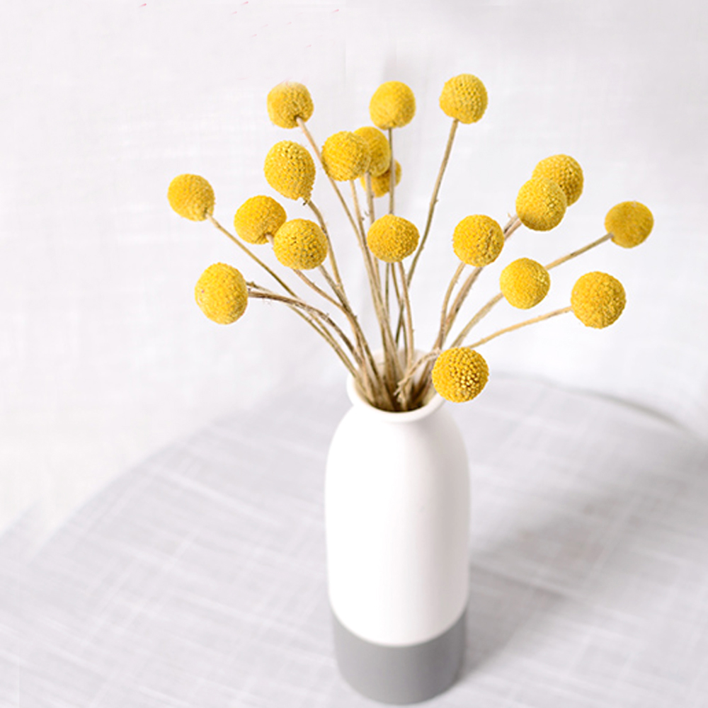 20pcs Natural dried Craspedia  - Dried Flower Bunch avis et prix