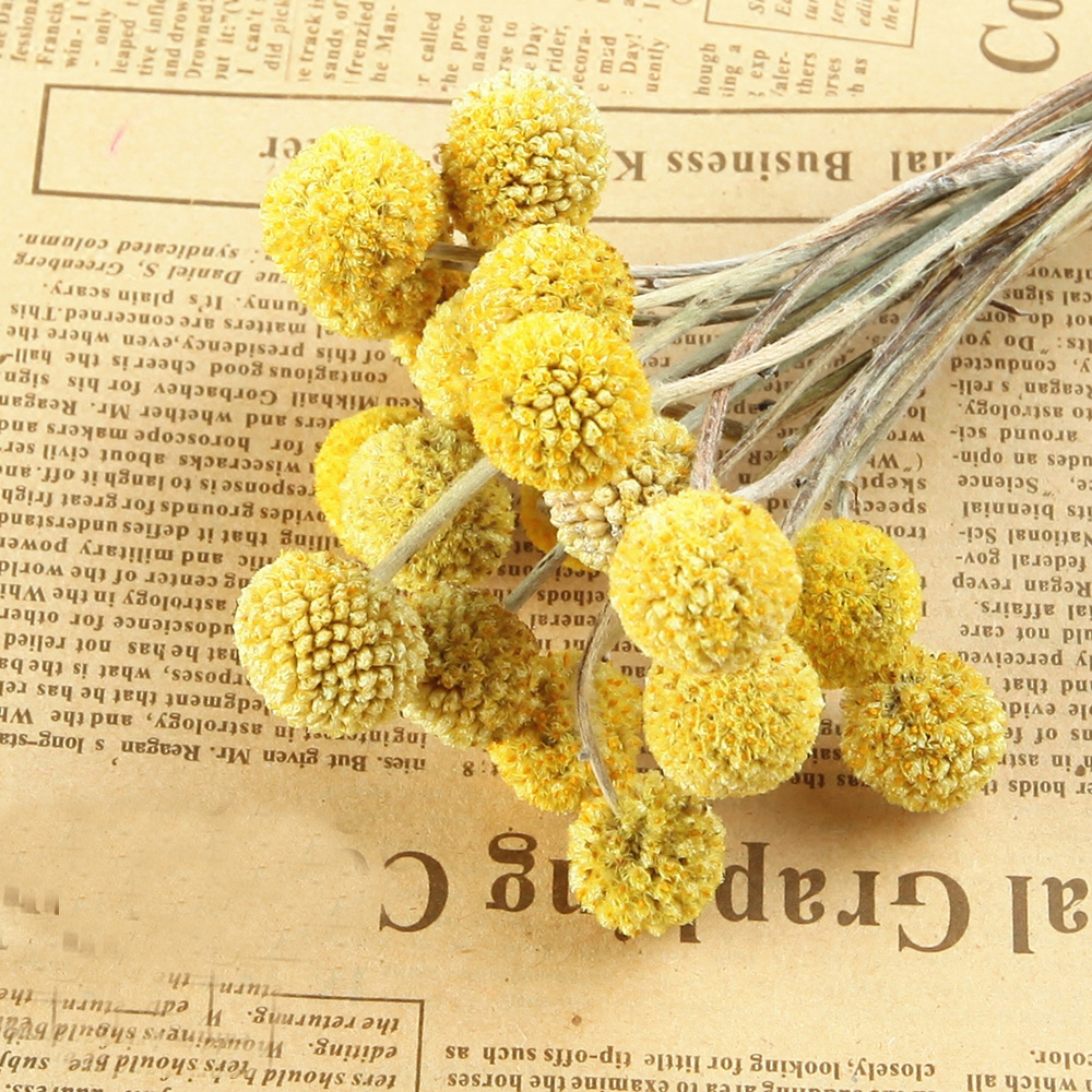 20pcs Natural dried Craspedia  - Dried Flower Bunch avis et prix