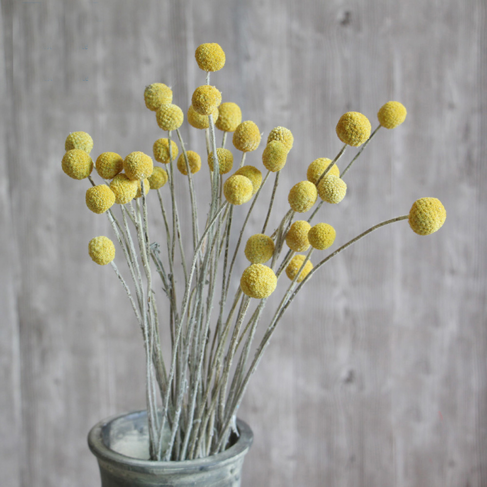 20pcs Natural dried Craspedia  - Dried Flower Bunch avis et prix