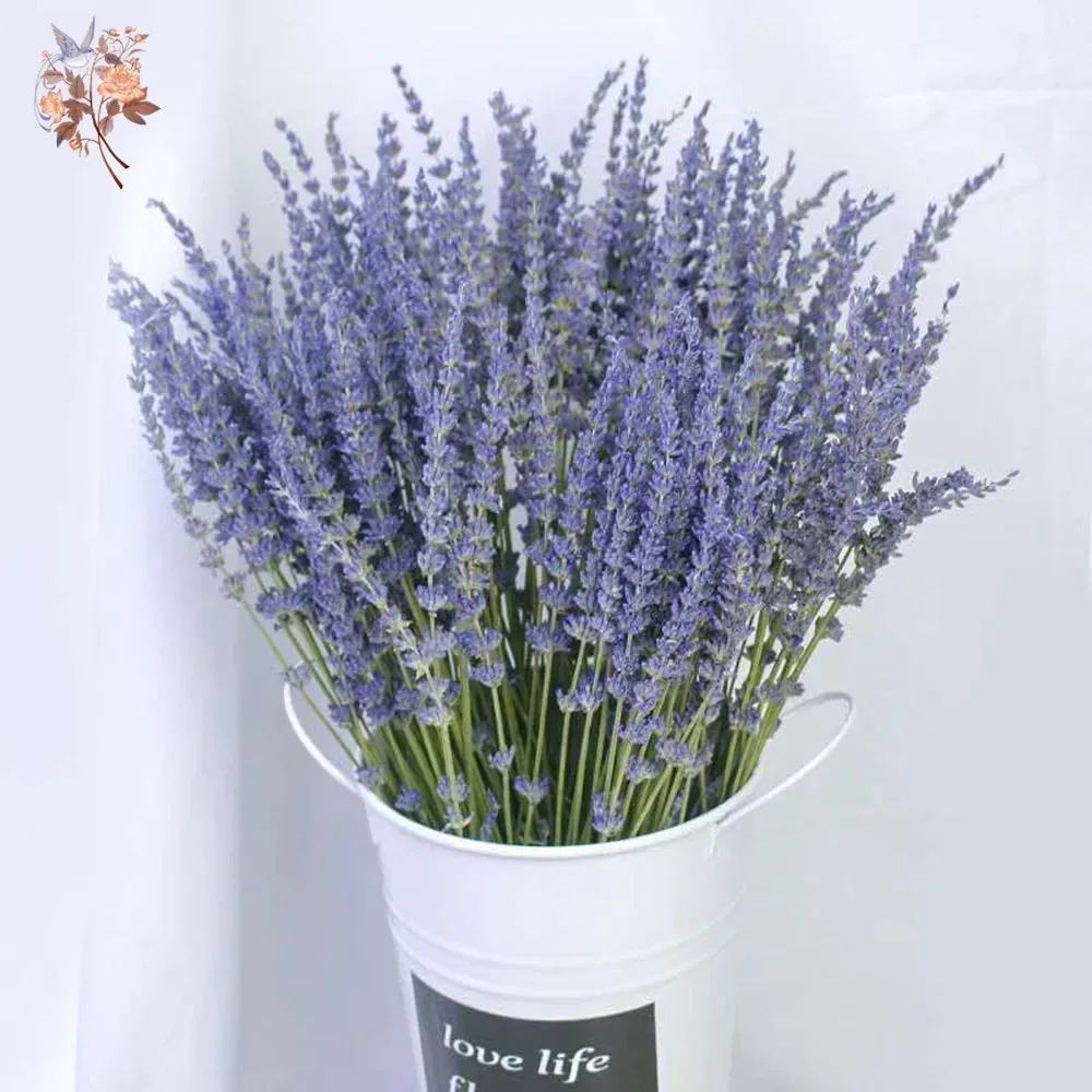 50g Natural Dried Lavender Bou - Dried Flower Bunch avis et prix
