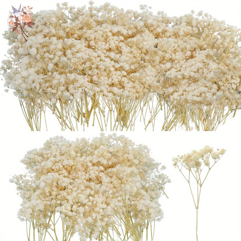 Mini Dried Gypsophila Flower D - Eucalyptus Preserved avis et prix