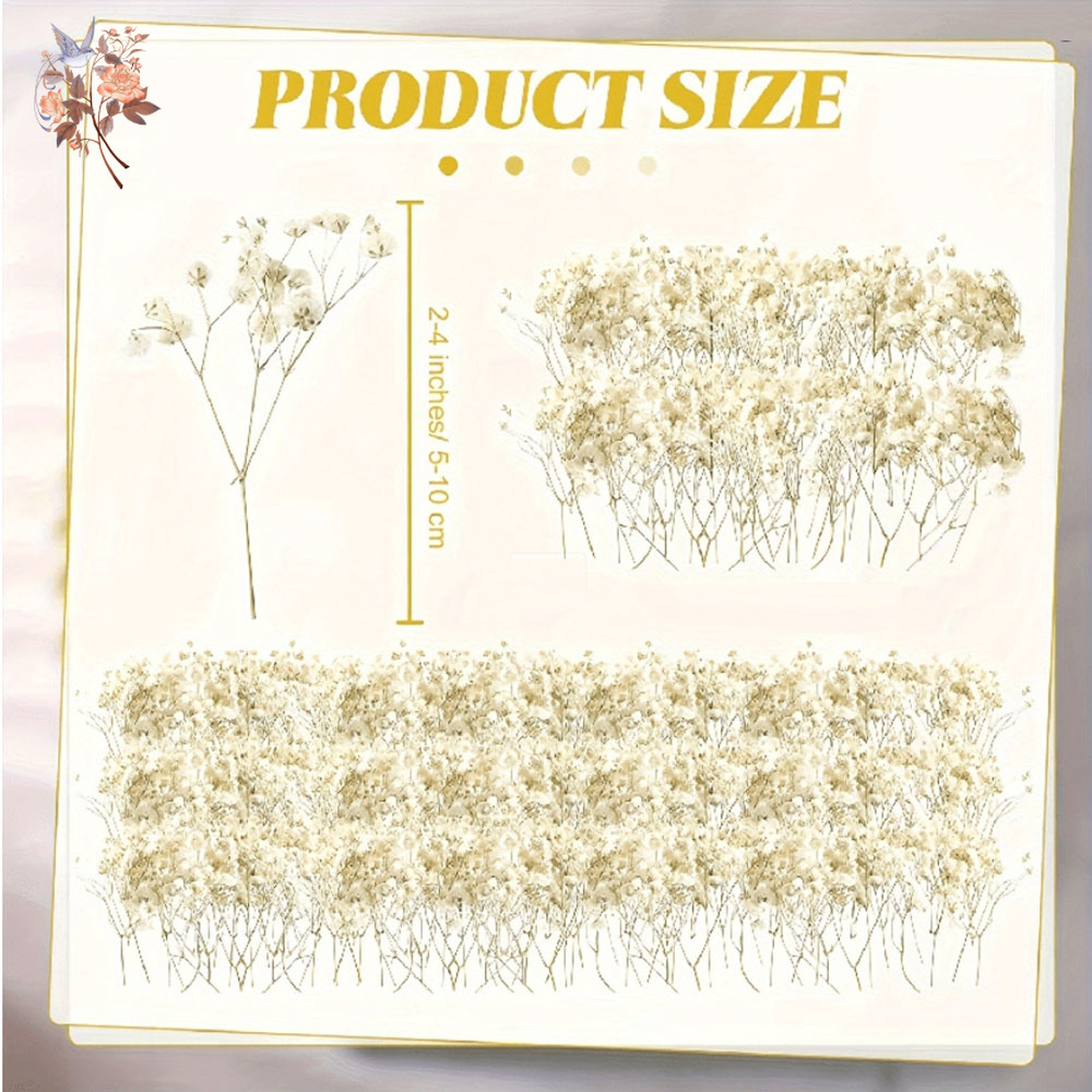 Mini Dried Gypsophila Flower D - Eucalyptus Preserved avis et prix