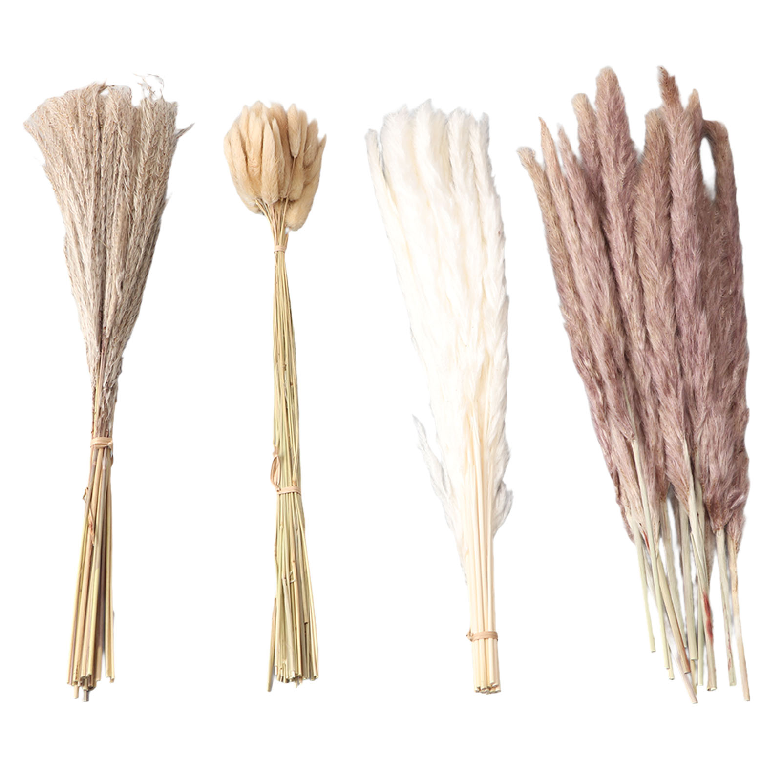 Natural Dried Pampas Grass Flu - Eucalyptus Preserved avis et prix