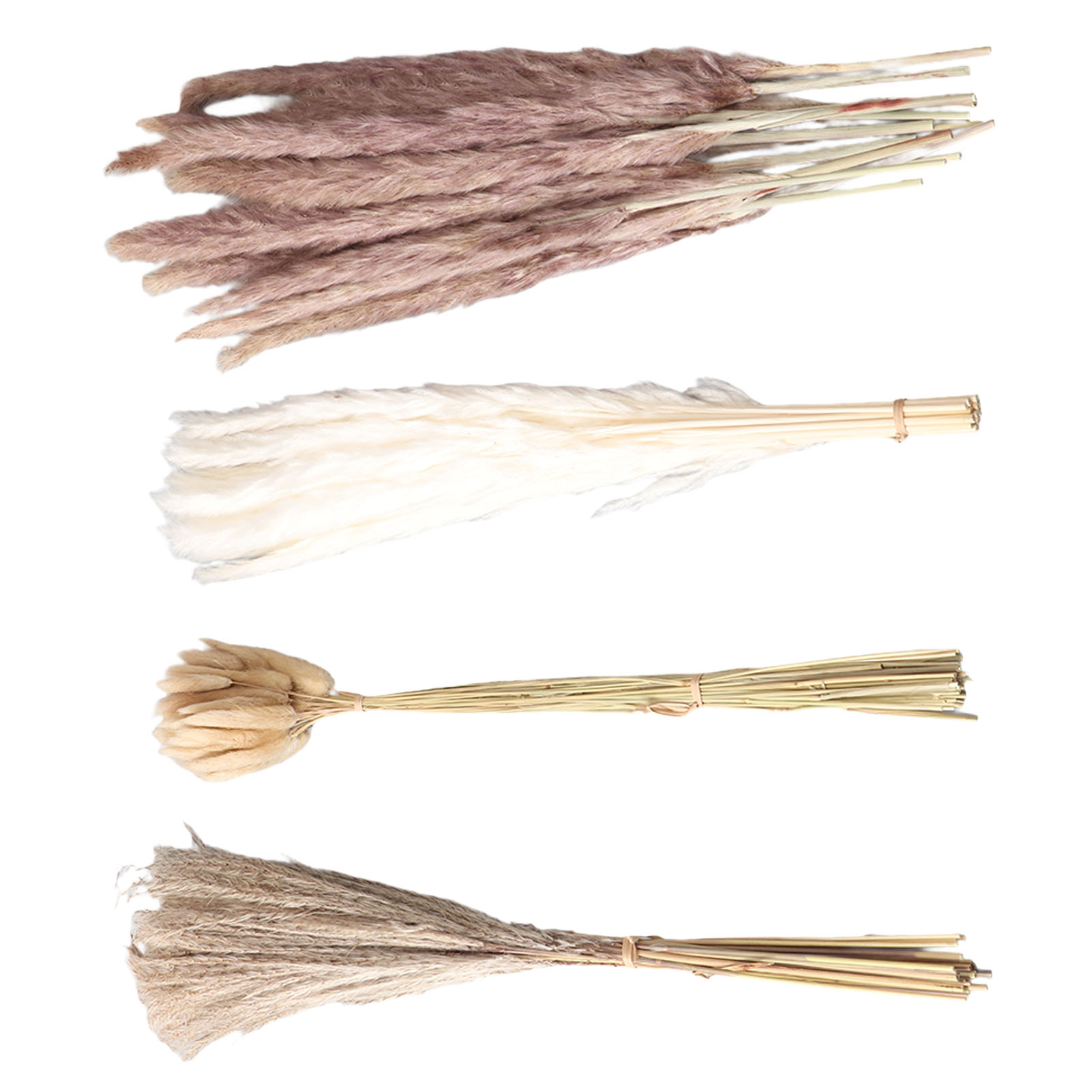 Natural Dried Pampas Grass Flu - Eucalyptus Preserved avis et prix