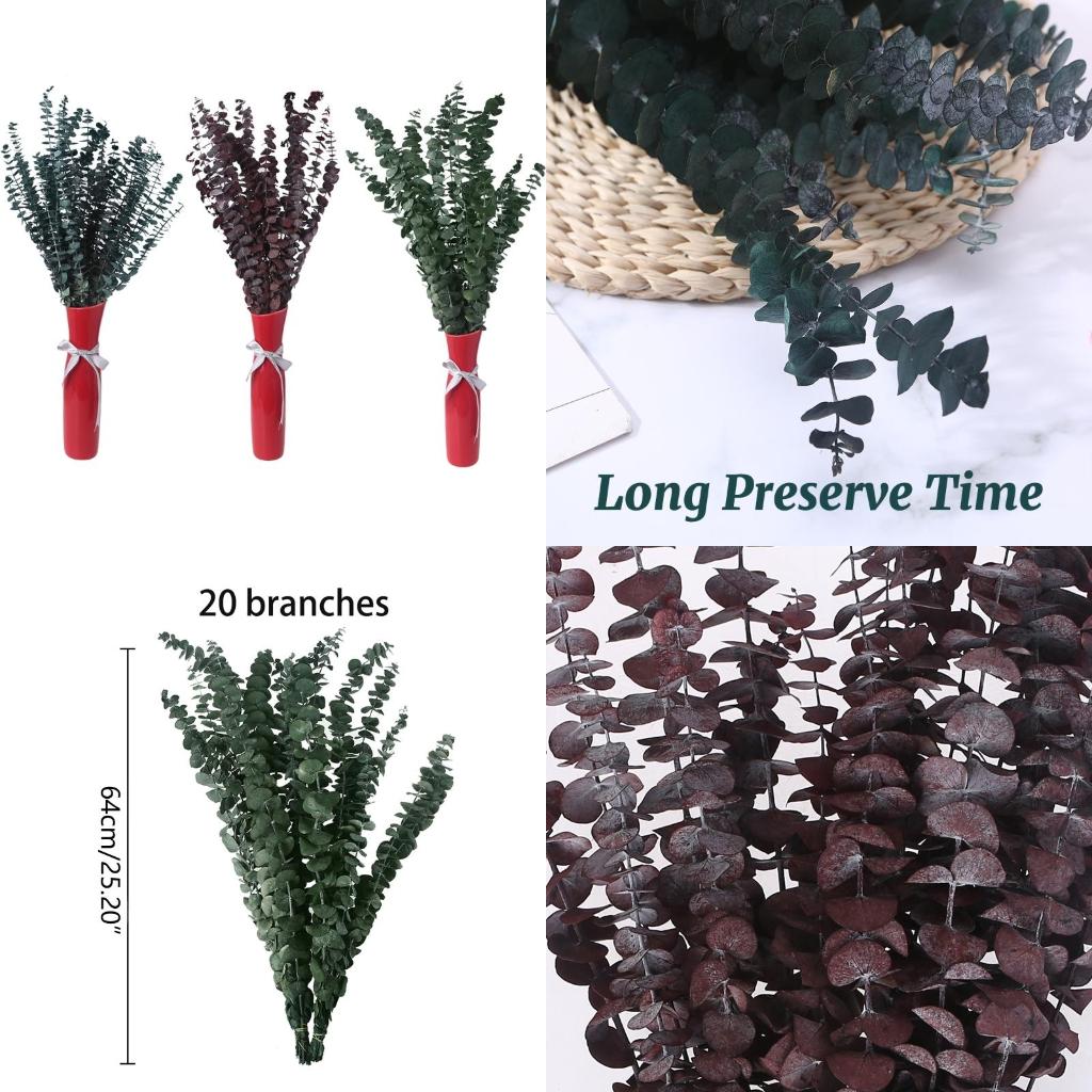 20Pcs Preserved for Fresh Euca - Eucalyptus Preserved avis et prix