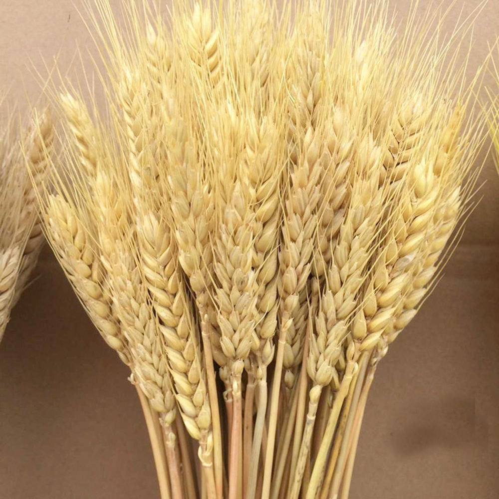 50pcs natural dried flower bou - Dried Flower Bunch avis et prix