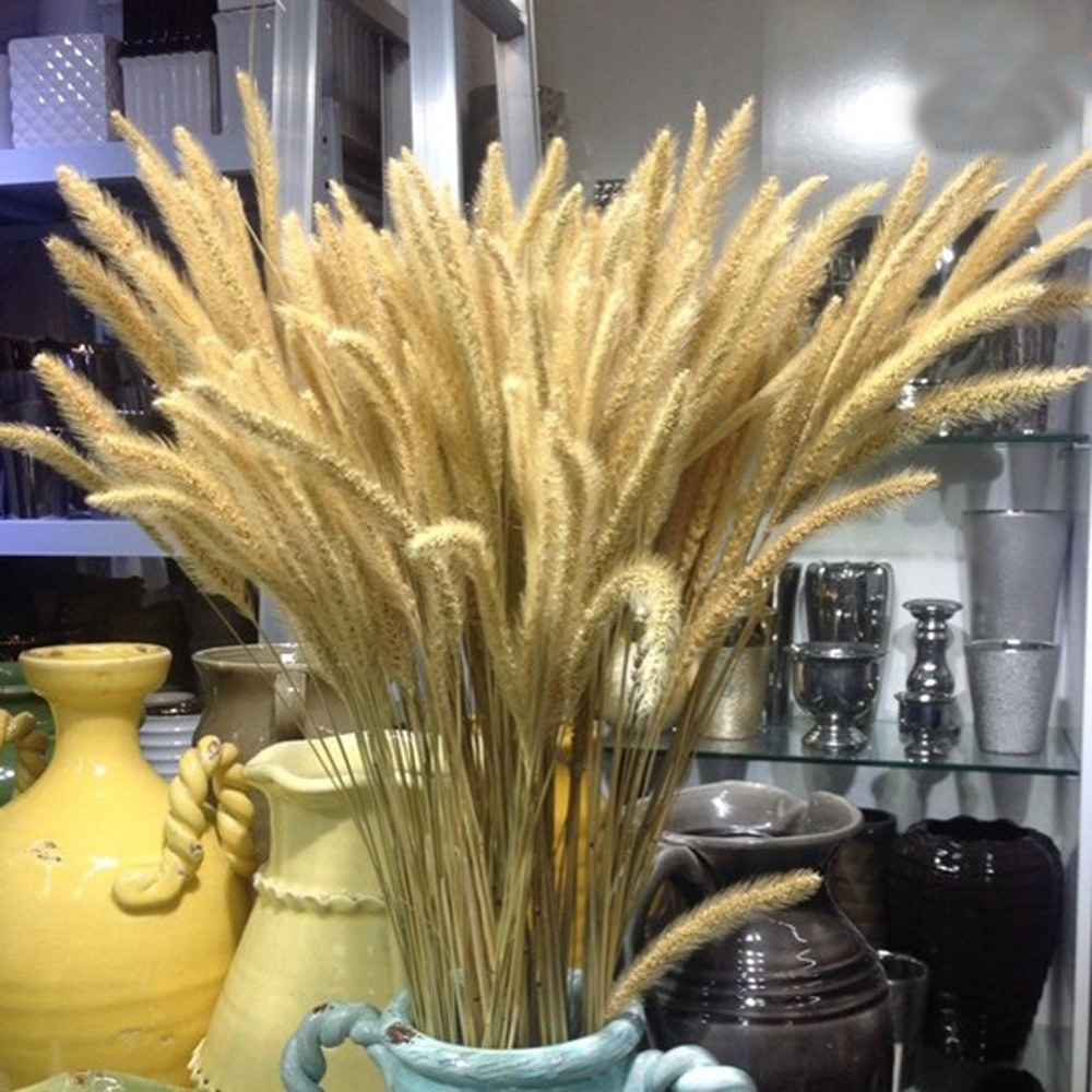 200pcs natural dried Lagurus o - Dried Flower Bunch avis et prix