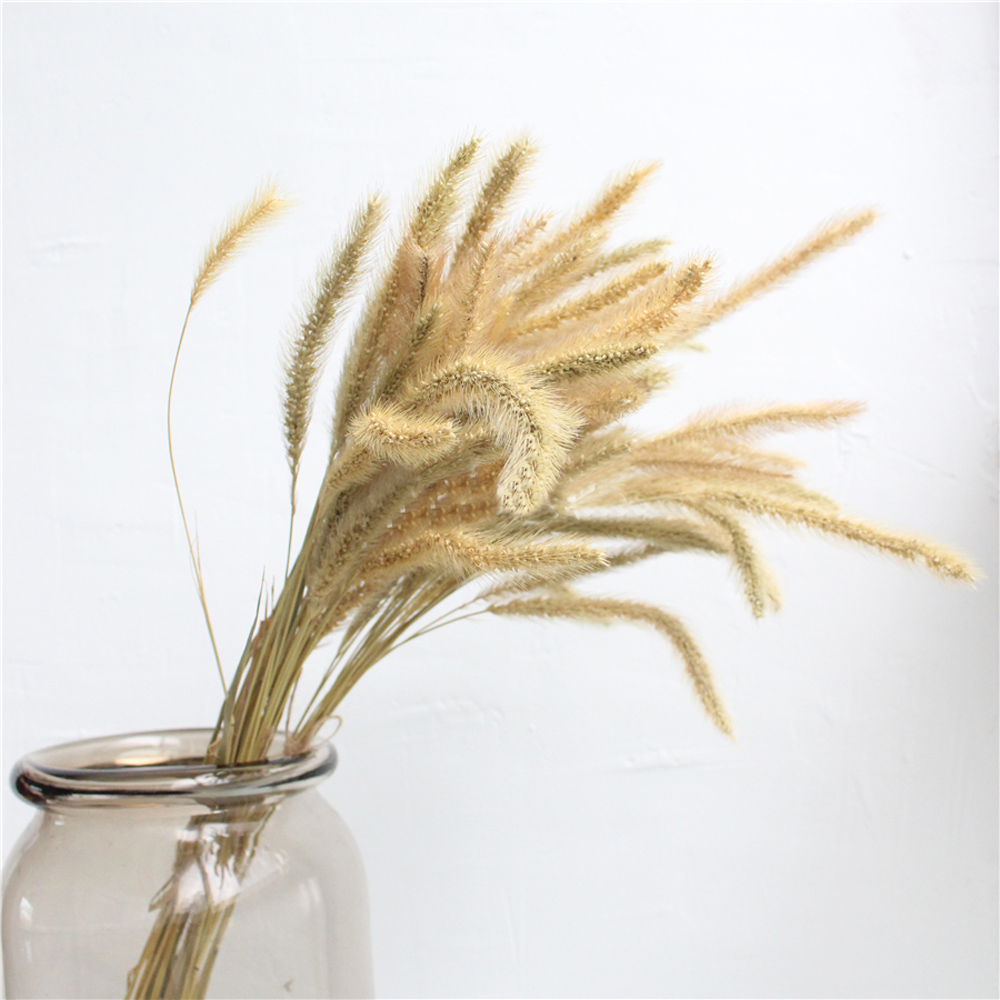 200pcs natural dried Lagurus o - Dried Flower Bunch avis et prix