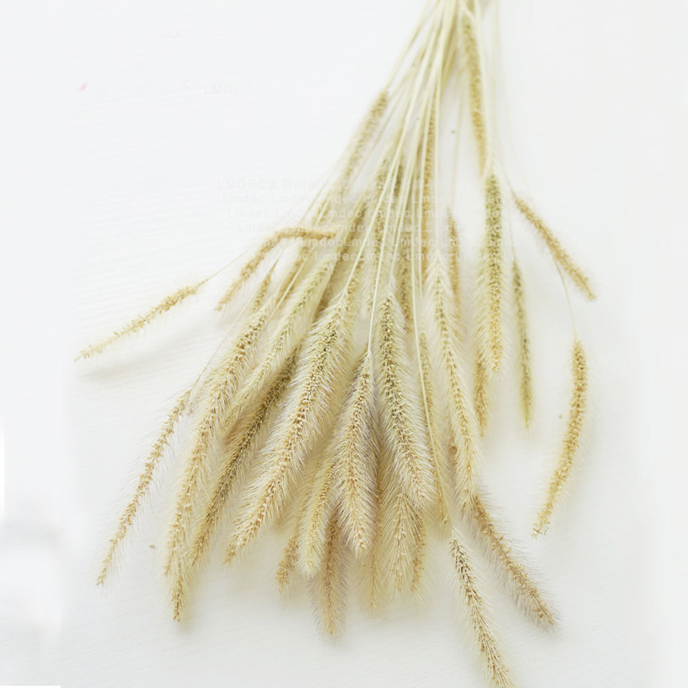 200pcs natural dried Lagurus o - Dried Flower Bunch avis et prix