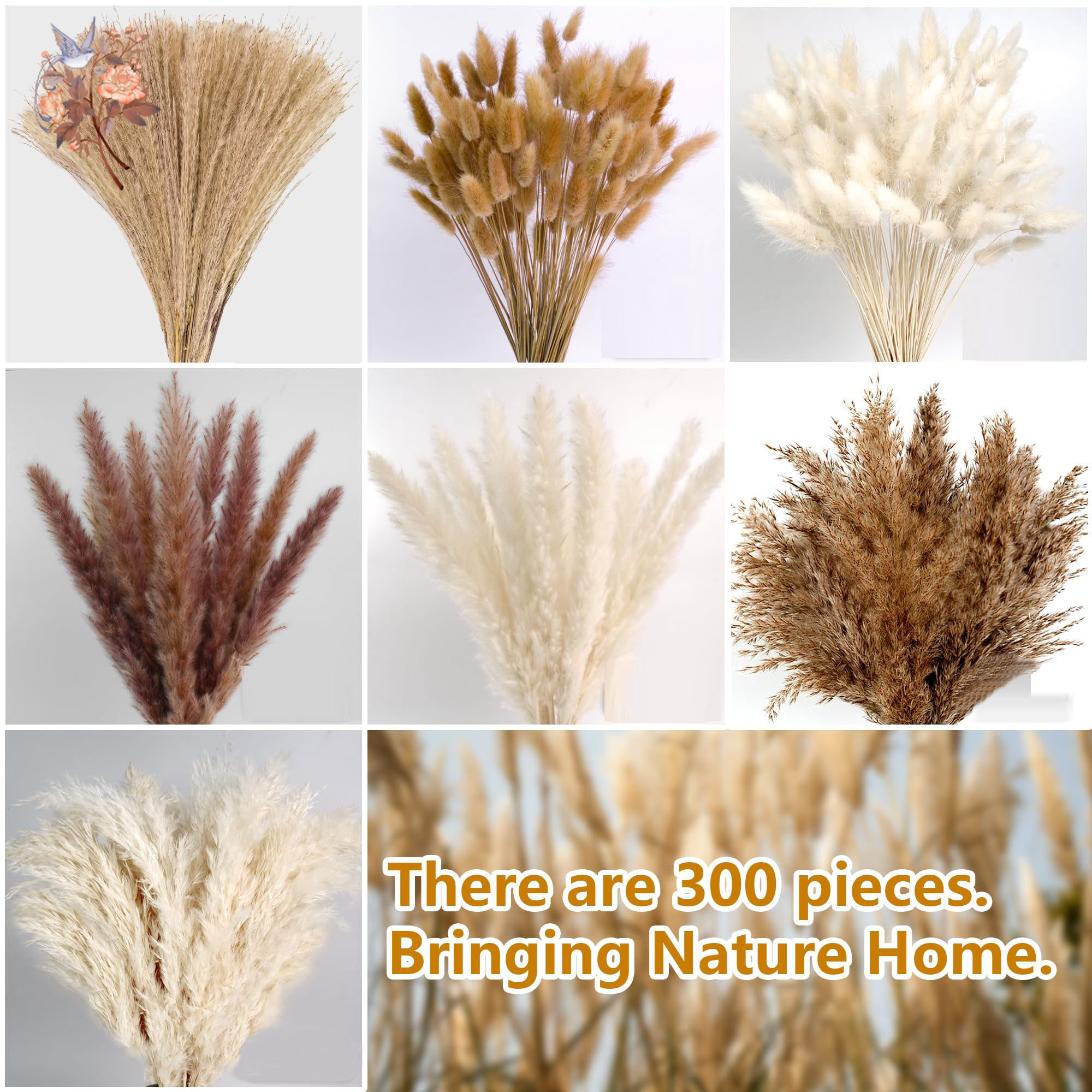 300Pcs Natural Large Pampas Gr - Eucalyptus Preserved avis et prix
