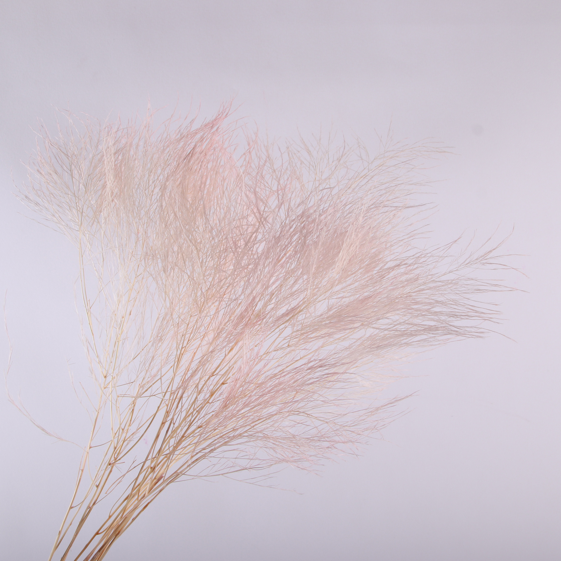 10pcs/bunch Dried Flower Bouqu - Dried Flower Bunch avis et prix
