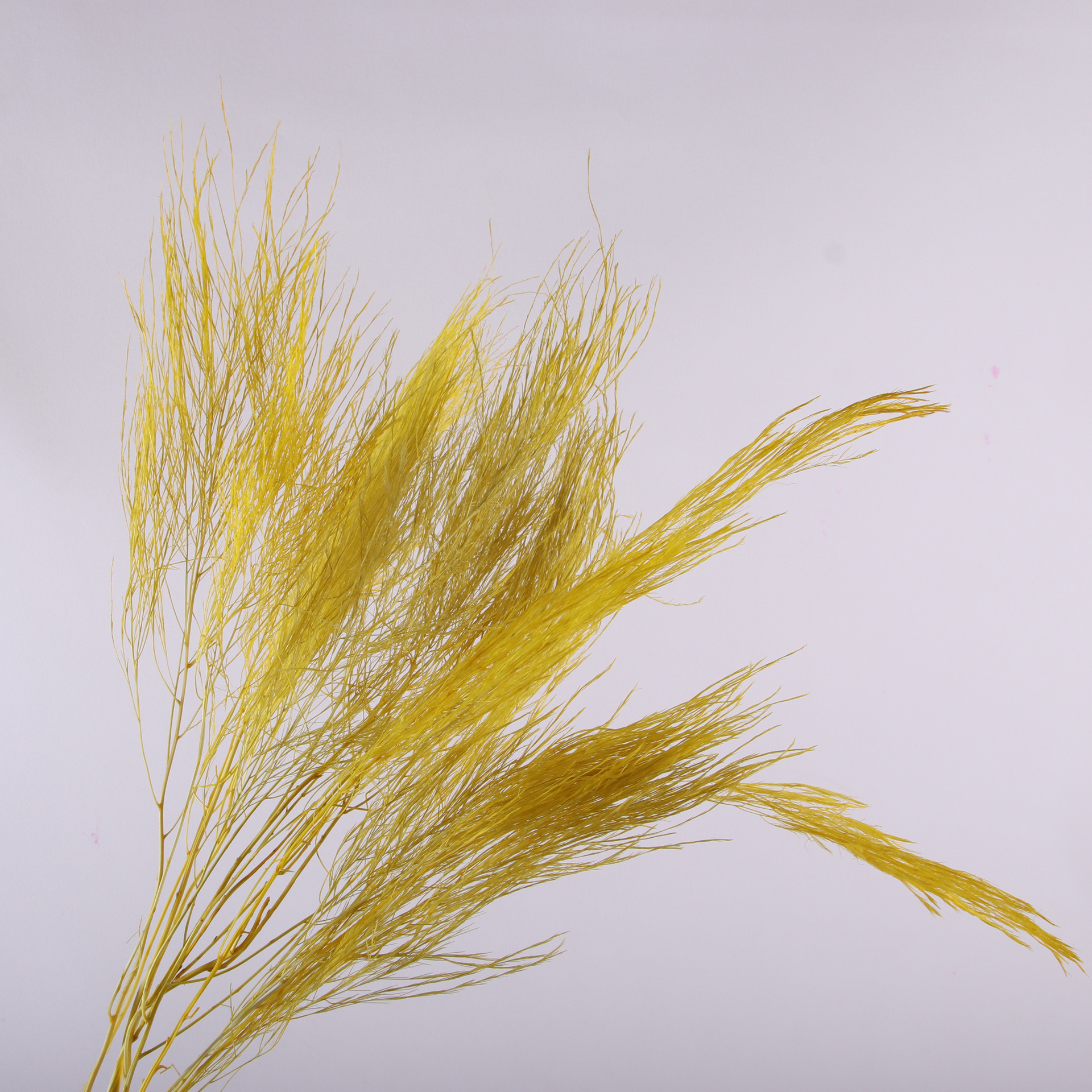 10pcs/bunch Dried Flower Bouqu - Dried Flower Bunch avis et prix