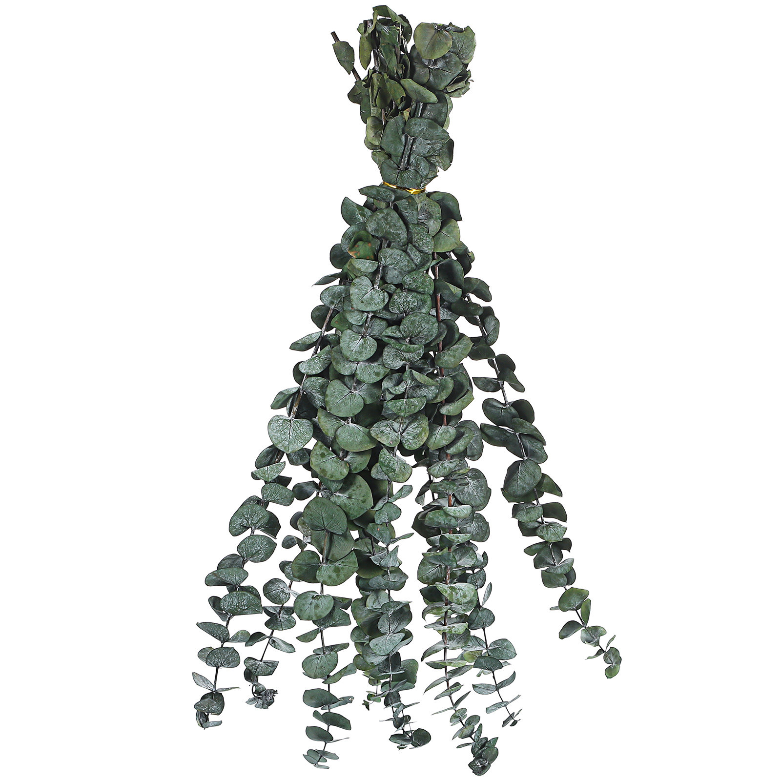 20 Pcs Eucalyptus Leaves Green - Eucalyptus Preserved avis et prix